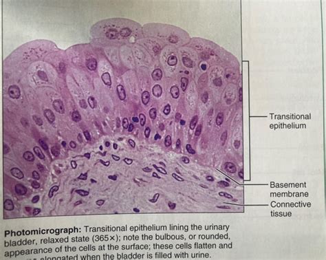 Epithelial Tissues Under The Microscope Flashcards Quizlet