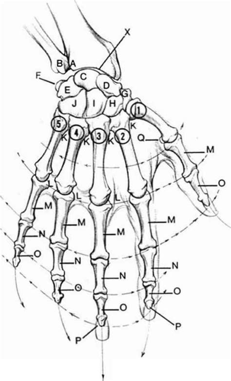 Anatomyand Structure Drawing Hands Joshua Nava Arts Hand Art