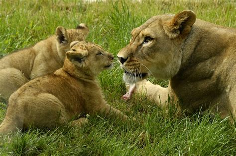 27 Mamás Y Bebés Que Alegran La Vida En Los Zoológicos Alrededor Del
