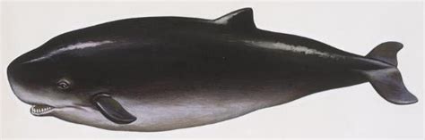 Mammals Pygmy Sperm Whale Kogia Breviceps Giclee Print