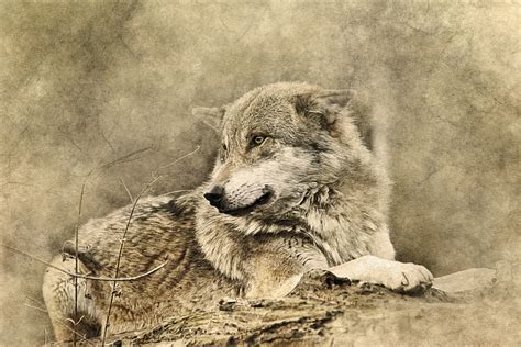 Grey Wolf Painting Wolf Art Predator Hd Wallpaper Wallpaper Flare