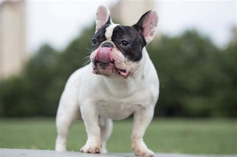 These conditions cause weakness and wasting of the muscles. Muscular French Bulldog Stock Images - Download 261 ...
