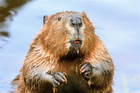 Beavers Are Key Allies In The Fight Against Droughts •