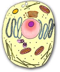 Aids in mitosis in animal cells. Eukaryotic Cell Organelles flashcards | Quizlet