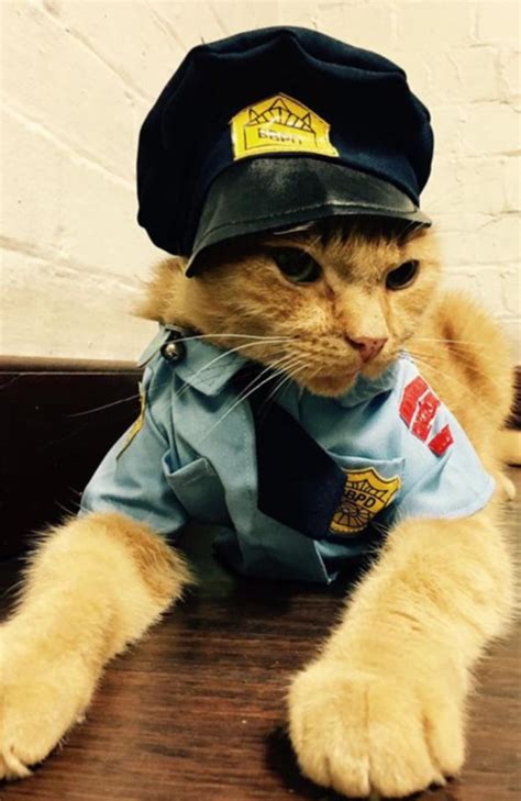 professional kitty troop cat ed is doing a killer job for the nsw mounted police unit perthnow