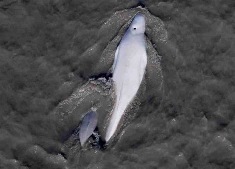 Lawsuit Launched To Save Alaskas Cook Inlet Beluga Whales From Harmful