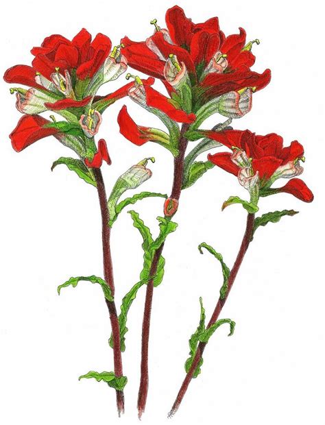 Check out our texas wildflower art selection for the very best in unique or custom, handmade pieces from our prints shops. Indian Paintbrush Drawing | Free download best Indian ...