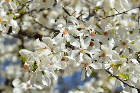 Beautiful White Magnolia Flowers Close Up In Bright Sunshine Stock