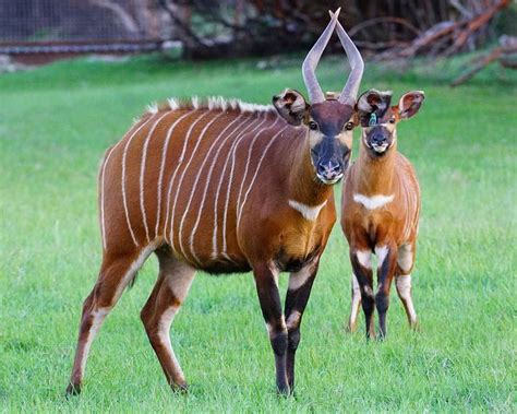 Cardiac Arrest In Bongo Antelope During Capture And Chemical