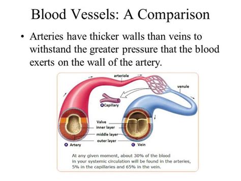 Why Are Red Blood Cells Larger In Veins Than In Arteries