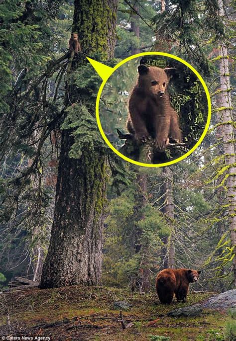 Bear Cub Runs Up Tree From Mother In Sequoia National Park Daily Mail