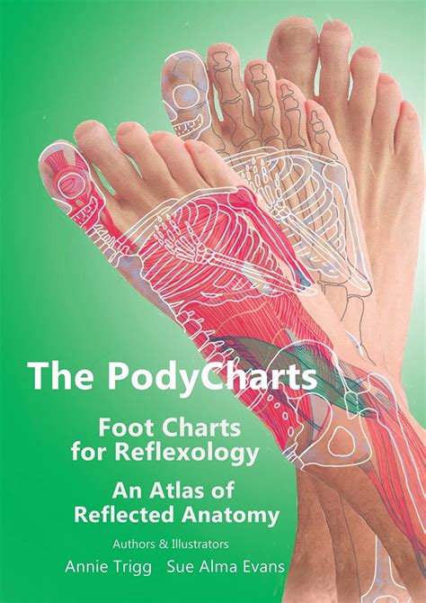Buy The Podycharts Foot Charts For Reflexology An Atlas Of Reflected