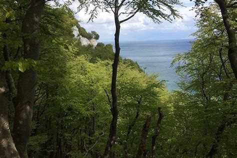 Møns Klint And The Forest Tower A Day Tour From Copenhagen