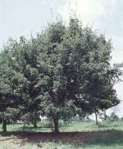 Florida Maple Acer Barbatum Spp Floridanum