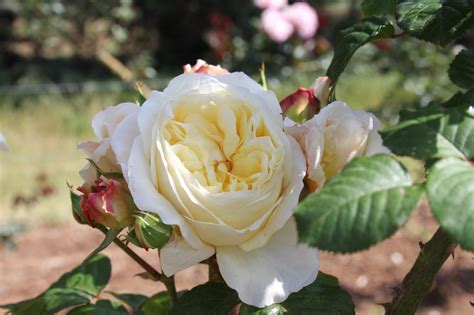 Gold Pierre De Ronsard Melvilles Roses