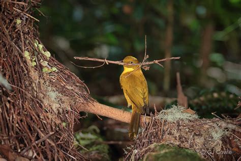 Golden Bowerbird Feathers And Photos Australias Bird Photography Forum