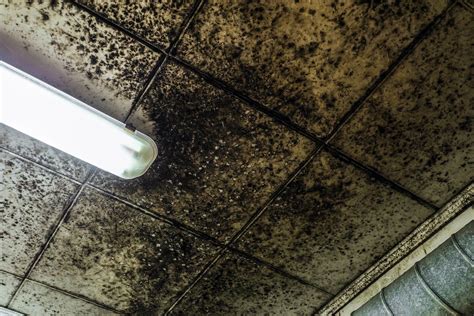 Black Mold On Ceiling Tiles Shelly Lighting
