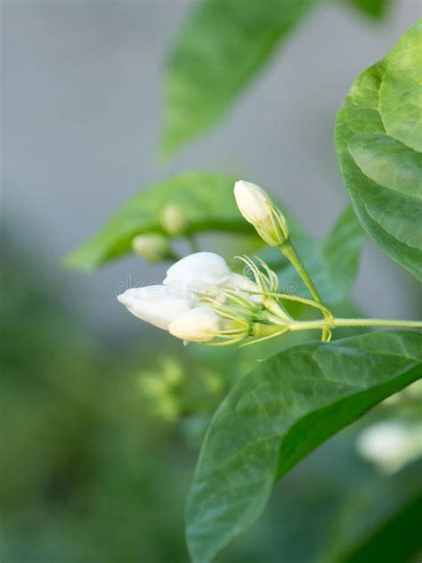 Fresh Growing White Jasmine Flowers At Garden Home Stock Photo Image