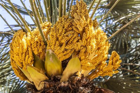 Flowering Date Palm Close Up Stock Image Image Of Flowering Sunny 137084049