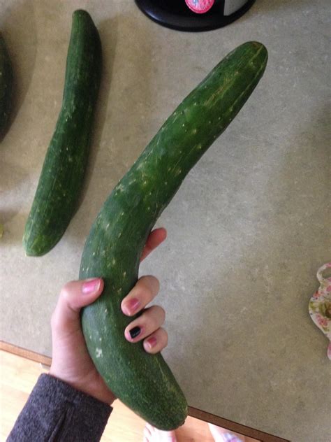 An Unusually Large Cucumber I Found In My Garden R Mildlyinteresting