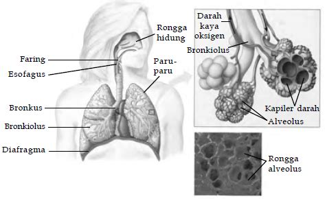 Lengkap tentang sistem pernapasan manusia organ meliputi sistem pernafasan, fungsinya dan cara kerja serta proses pernapasan pada manusia secara lengkap. Sistem Pernapasan Pada Manusia