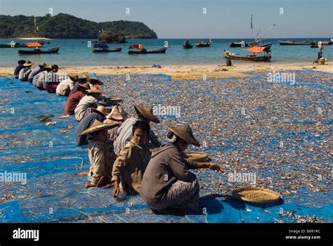 Ngapali Beach Near Thandwe Myanmar Burma Women Sorting Out Dried Fish