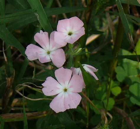 P1030341c Pink Wildflowers Flickr Photo Sharing