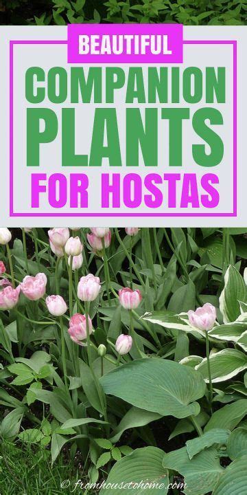 Hosta Companion Plants What To Plant With Hostas