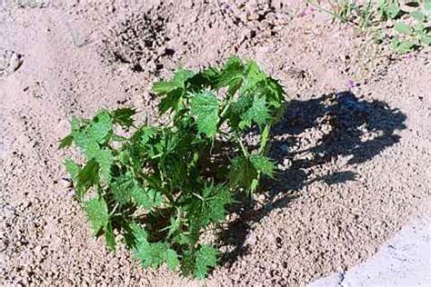 The very long central spines are only slightly flat and not hooked. cactus and many other cactus