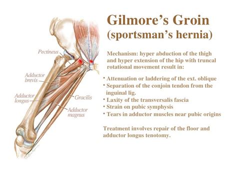 Female Groin Muscle Anatomy Groin Stretches Here We Explain The