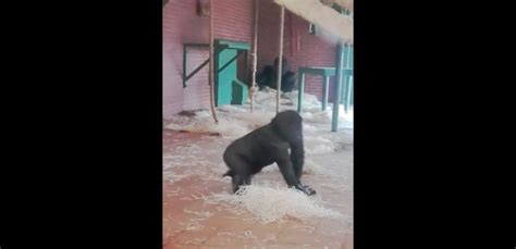 Dancing Gorilla Shows Off His Moves Abc News