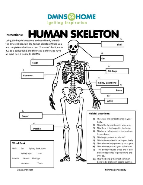 Human Skeleton Worksheet Denver Museum Of Nature And Science