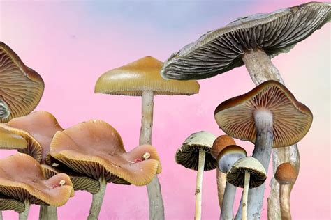 Beyond Psilocybe Cubensis 10 Magic Mushroom Species You Should Know