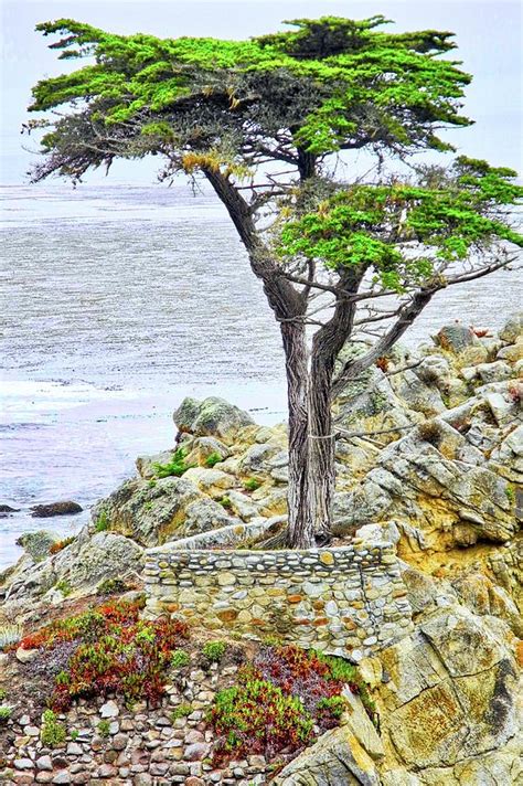 The Lone Cypress Of Pebble Beach Photograph By Kirsten Giving Fine