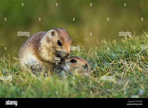 Prairie Dogs In Grasslands National Parksaskatchewan Canada Stock