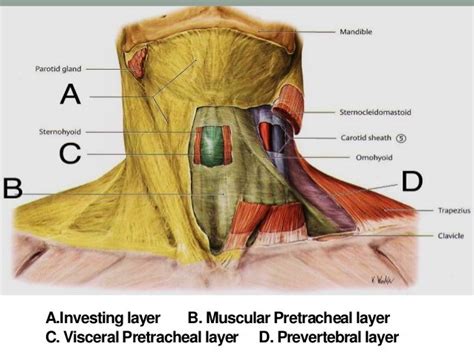 Deep Neck Spaces And Surgical Anatomy