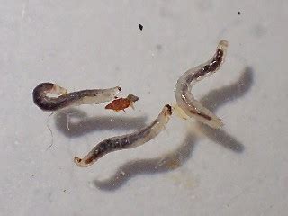 ノミ・シラミの生態｜株式会社三共リメイク