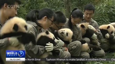 China Giant Pandas 36 Newborns Make Public Debut In Sichuan Cgtn