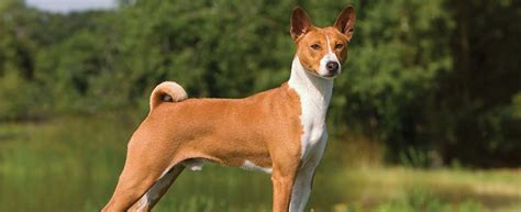 33 Hq Photos Basenji Puppies For Sale Ny Tri Colored Male Pup Basenji