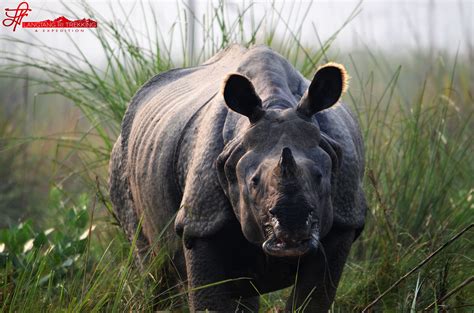 One Horned Rhino At Chitwan National Park Nepal Langtang National