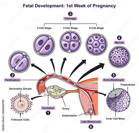 Vettoriale Stock Fetal Development First Week Of Pregnancy Infographic