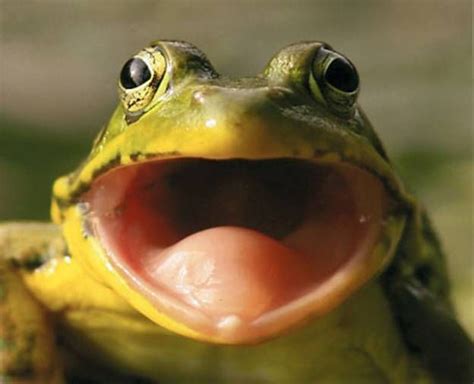 Frog Open Mouth Cool Frogs Pinterest Frogs Mouths And Frog