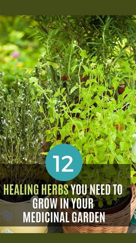 12 Healing Herb You Need To Grow In Your Garden In 2023 Healing Herbs