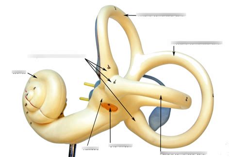 Cochlear Model Diagram Diagram Quizlet