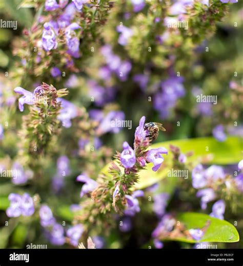 Bee Sentado En La Púrpura De Flores De Salvia Salvia Officinalis Tiene