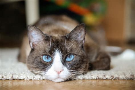 11 blue eyed cat breeds you won t be able to resist