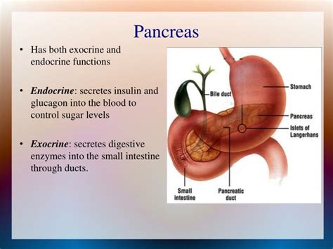 Ppt Pancreas Powerpoint Presentation Id2673916