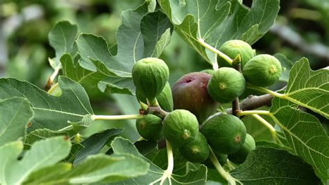 Ficus Carica Common Fig Millstone Garden Centre
