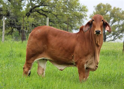 Brahman Cattle Calf Brahman Cow And Calf In Northern Australia Source