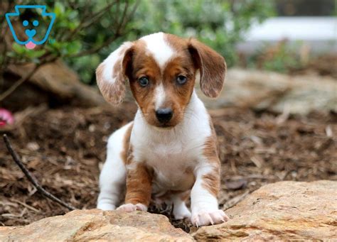 Check spelling or type a new query. Magic | Dachshund - Miniature Puppy For Sale | Keystone Puppies in 2020 | Miniature puppies ...
